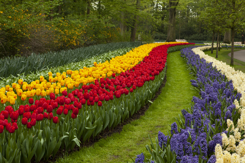 Hollandia nem csak a fapapucsokról, a finom sajtokról és a malmokról híres, álomszép tulipánok nyílnak az ország termékeny talaján. Nem véletlen, hogy az egyik legnagyobb virágoskert is itt található, méghozzá Lisse városában. A 32 hektáros területet átölelő Keukenhof legnépszerűbb látványossága a sok tulipánágyás, de jácintok, nárciszok, liliomok és krókuszok is tarkállanak a területen. Minden évben két hónapig tart nyitva.