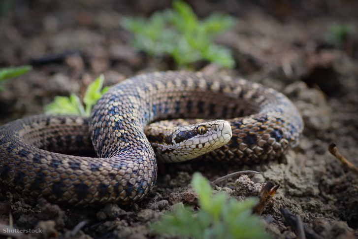 Rákosi vipera