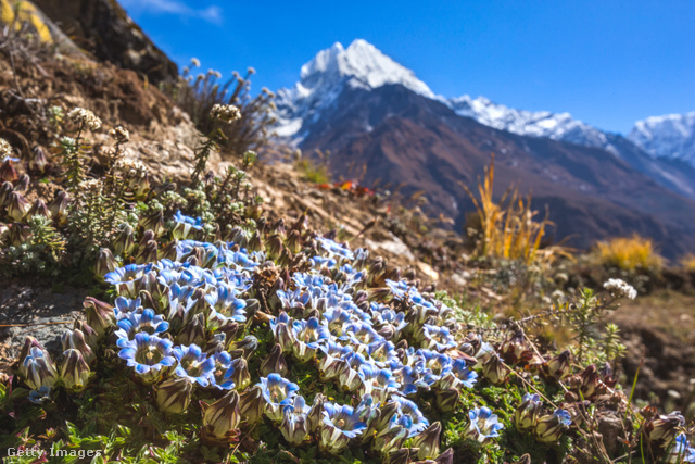 Kék tárnicsok Nepálban, a Himalája lejtőin.