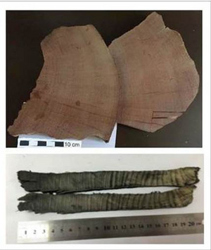 Az i. e. 3371. évre feltételezett Miyake-esemény ellenőrzésére használt faévgyűrűs sorozat(ok) képe. Fent a két újabb vizsgálathoz használt metszetek, lent pedig az a kínai faminta, amelyen az eredeti mérések történtek.