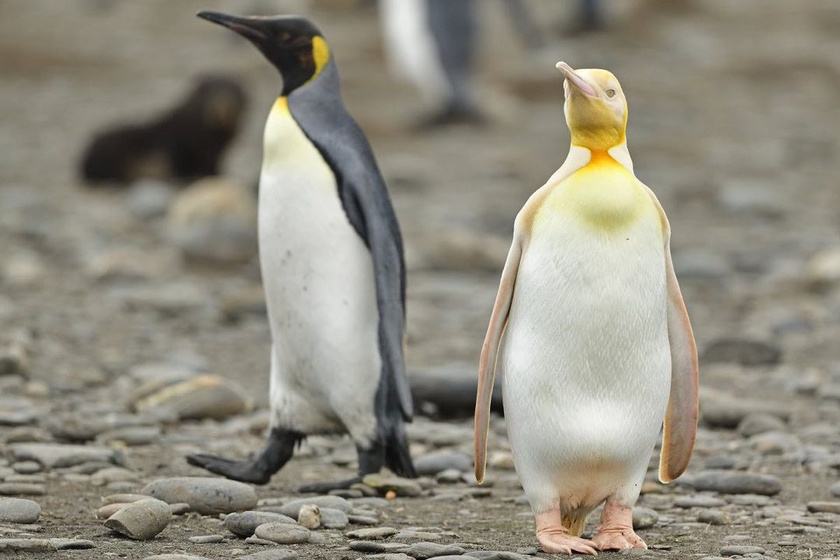 sárga-pingvin2