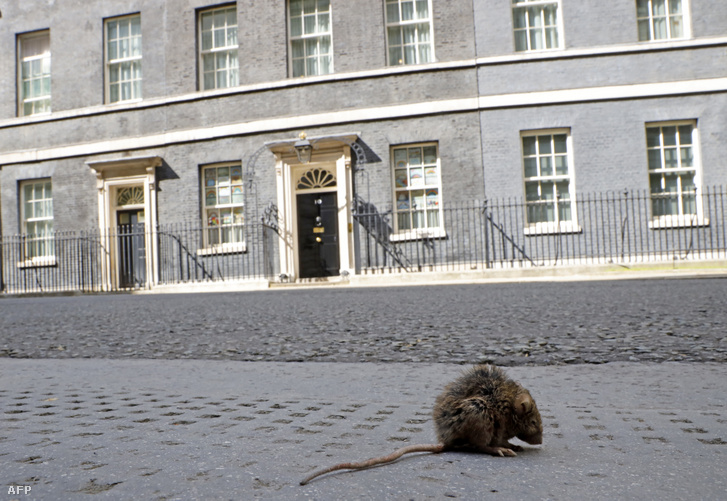 Patkány az Egyesült Királyság miniszterelnökének lakhelye, a Downing Street 10. előtt