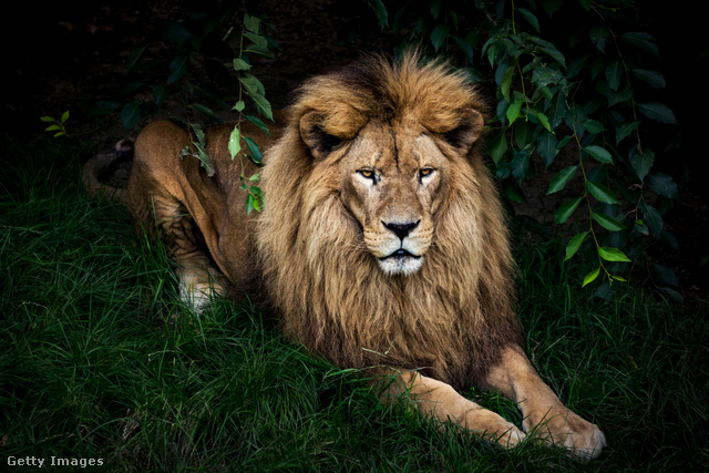 Ha az oroszlán az állatok királyának, akkor a hím oroszlán a lusta, a nagyétkű, az összeférhetetlen állatok királyának nevezhető.