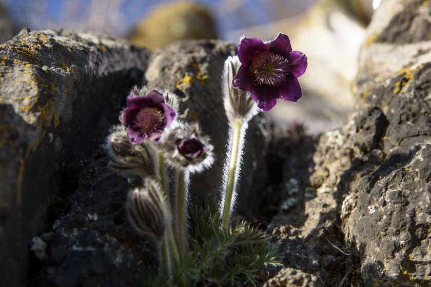 Nyílik a fekete kökörcsin Salgótarjánnál az első napsugarak hatására. A virág Magyarországon védett, természetvédelmi értéke tízezer forint.
