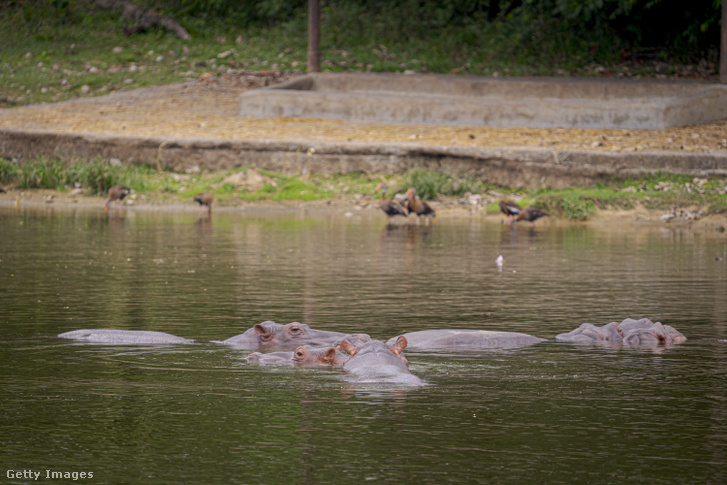 Vízilovak úsznak az Hacienda Nápoles park egyik tavában