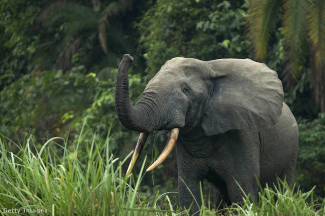 Az afrikai elefánt képes felhívni társai figyelmét az ember jelentette veszélyre