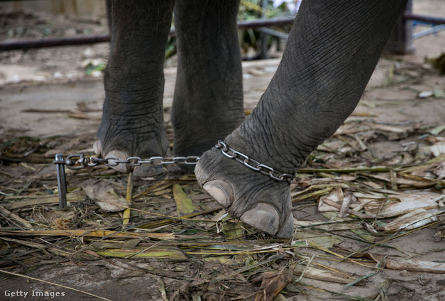 „Az a hatalmas, erős elefánt, amelyet a cirkuszban látunk, azért nem szökik meg szegény, mert azt hiszi, hogy nem tud.”