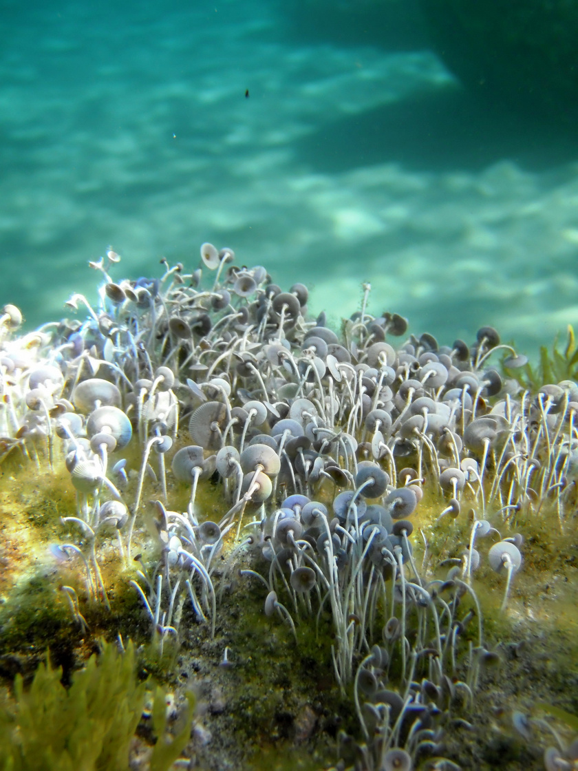 Ernyős alga - Tethys-reliktum-faj - Szardínia szigeténél.