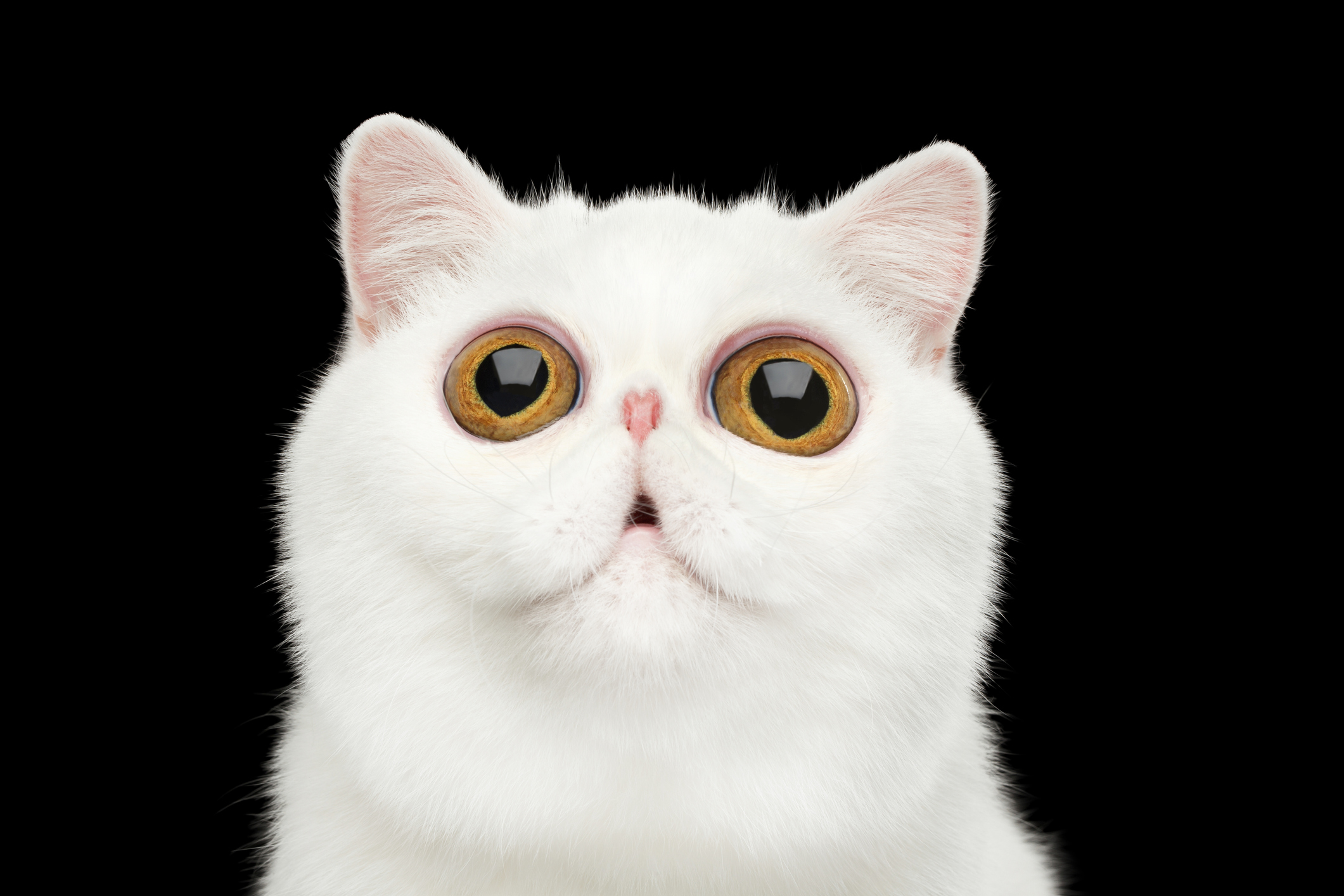 Mit szeretne a macskád, ha ilyen kitágult pupillákkal néz rád?