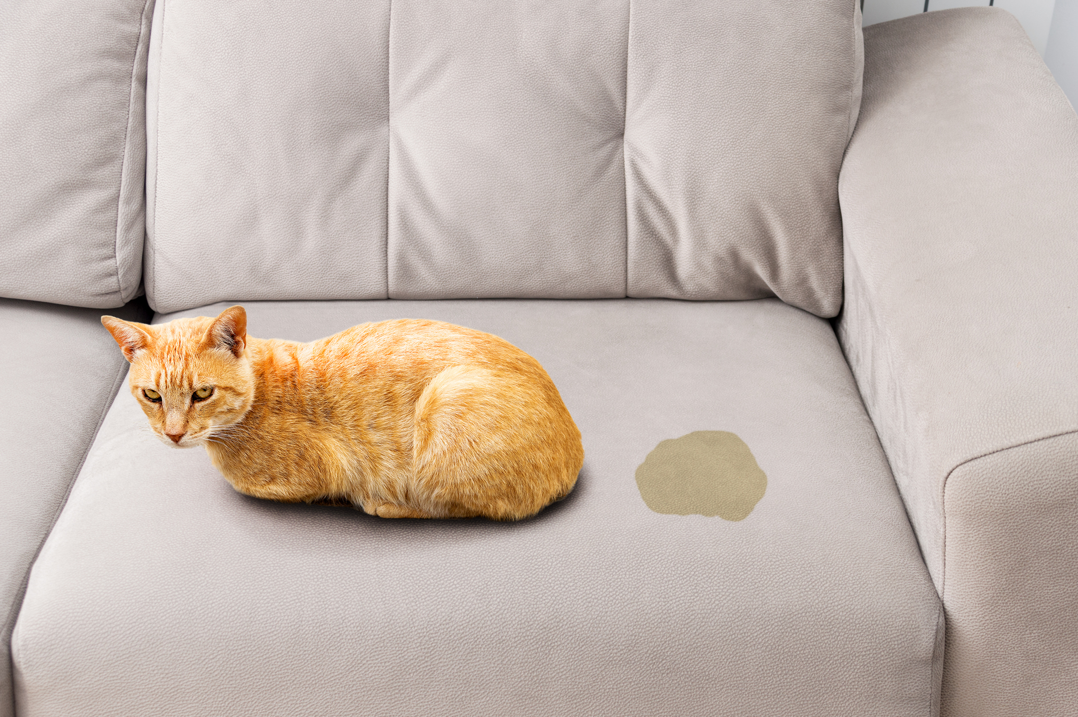 A macska gyakran pisil a kanapéra, ágyra: mit akar üzenni vele?