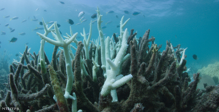 Fotó az ausztráliai Nagy-korallzátony Vlassoff Cay nevű területének egyik pusztulása miatt kifehéredett és moszatokkal benőtt agancskoralltelepéről Queensland állam partjaitól keletre 2017. március 6-án. A Great Barrier Reef a bolygó legnagyobb korallzátonya, amelyet a globális felmelegedés miatt a kipusztulás veszélye fenyeget