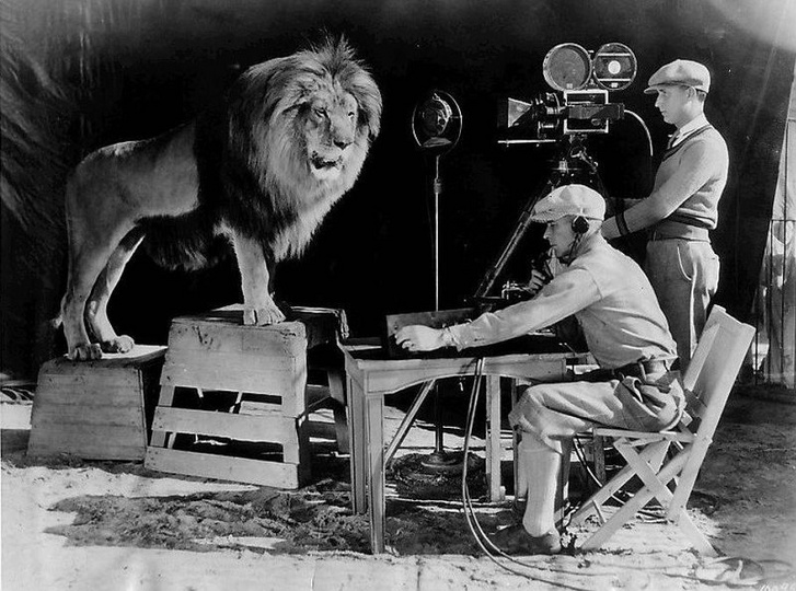 Jackie, az MGM második oroszlánja 1926-tól 1956-ig bömbölt a filmek elején, bár ez idő alatt sokszor másik nagymacskát használtak.