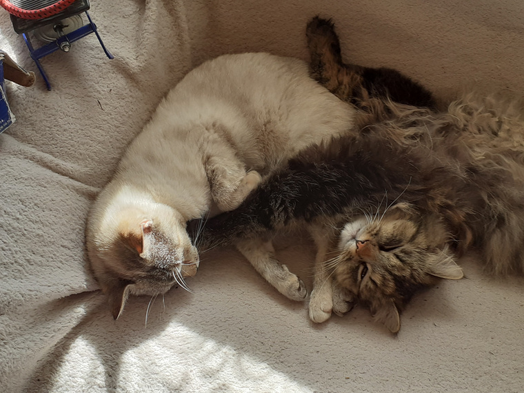 Mangó és Luna szintén Zsófi cicái, és naná, hogy alvástanból diplomáztak