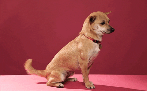 giphy (12).gif