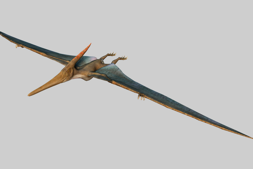 A pteroszauruszok rendjébe tartozó őslények voltak a valaha volt leghatalmasabb repülő állatok. Szárnyuk hossza elérte egy busz hosszúságát. Az első ilyen kövületet 1784-ben találták Sonholfenben.