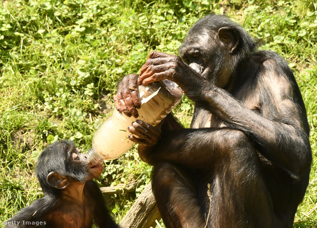 A főemlősök ügyesen kezelik a palackokat, de a vadonban persze csak szoptatni tudnak