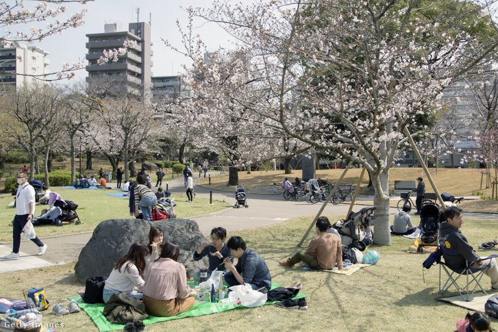 Szakura 2021 március végén Tokióban