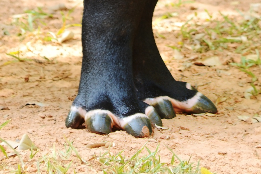 Melyik állatnak van ilyen különleges lába?