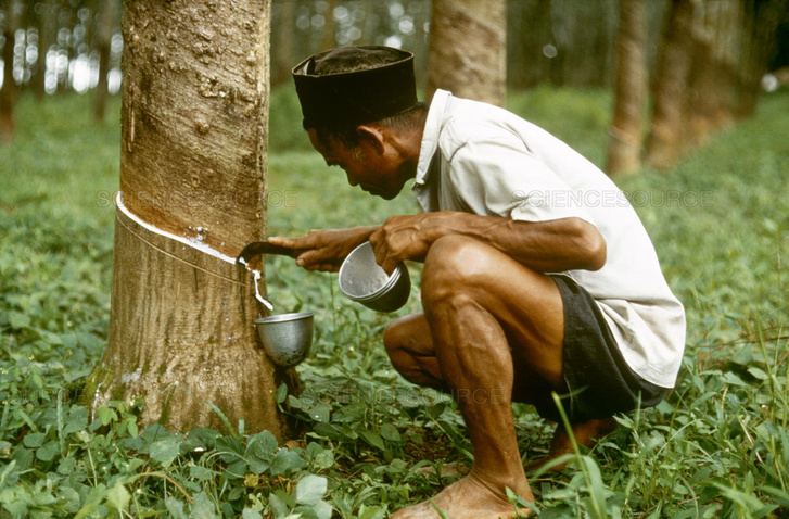 Kaucsukfa csapolása hagyományos módszerekkel