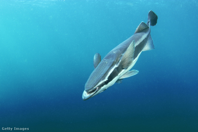 A nagy gályatartó hal (Echeneis naucrates) első hátúszója igen erős tapadókoronggá alakult, amelynek segítségével képes más tengeri állatokra rátapadni.