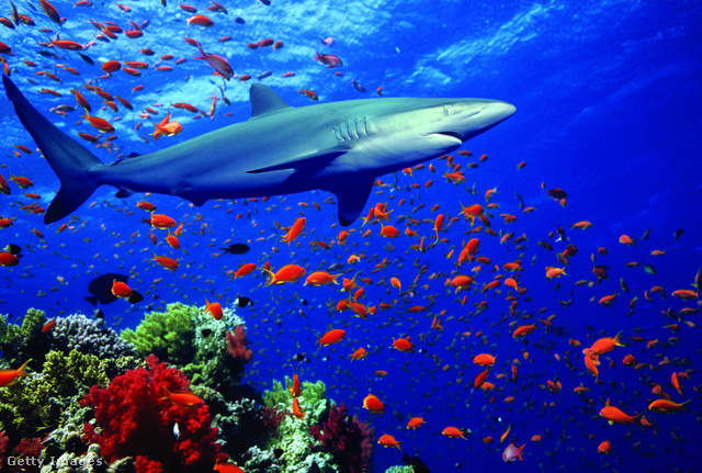 A cápák fontos szerepet játszanak óceánjaink egészségének fenntartásában