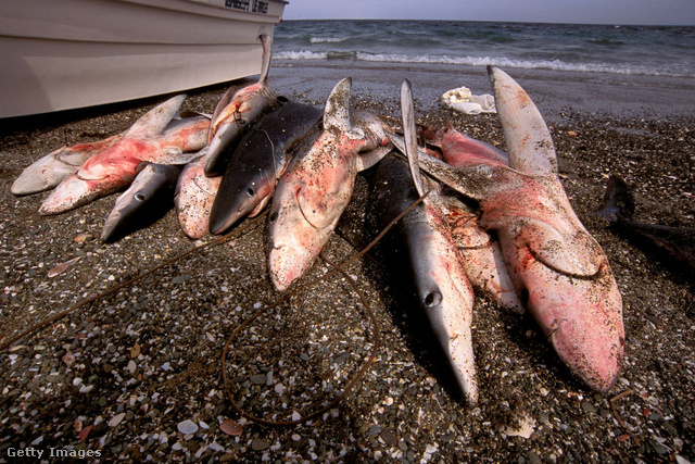 Évente átlagosan 100 millió cápa válik a túlhalászat áldozatává