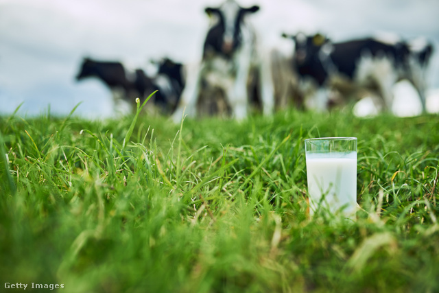 Miért kéne az embernek egy másik faj tejét innia? – vetik fel a tejellenesek