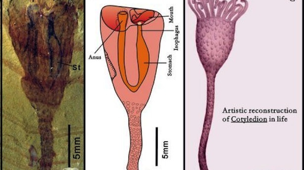 L-R-A-Cotyledion-tylodes-fossil-with-U-shaped-gut-an-interpretat