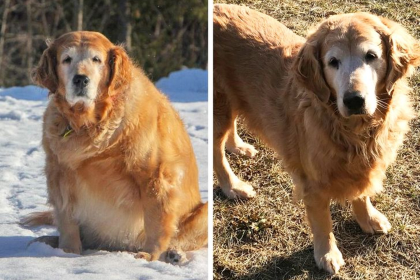 Két évvel - és rengeteg sétával - később Shiloh újra egészséges és boldog kutya.
