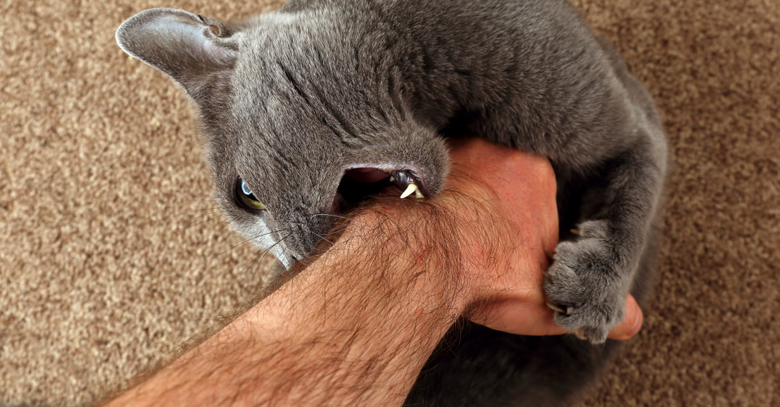 Кошка сопит носом. Котик кусает руку. Кусачая кошка. Котик царапается. Кот вцепился в руку.