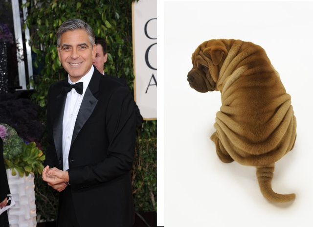 George Clooney (b), shar pei (j)