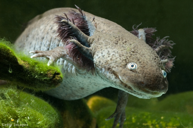 Az axolotlnak a természetben a színe általában sötét színű, szürke vagy barna, fekete pöttyökkel…