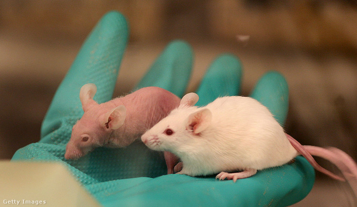 Génmódosított egerek (illusztráció)