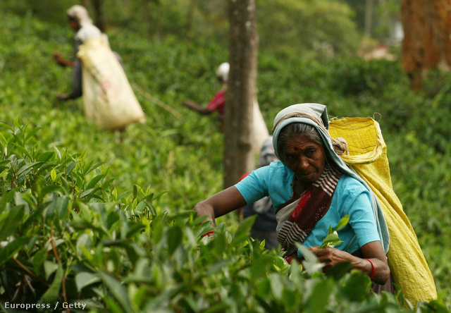 Teaültetvény Sri Lankán