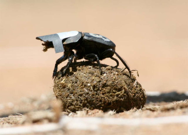 dung-beetle-head-shield