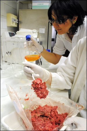 A Mezőgazdasági Szakigazgatási Hivatal Élelmiszer- és Takarmánybiztonsági Igazgatóság dioxin laboratóriumának munkatársai darált húst készítenek elő vizsgálathoz.