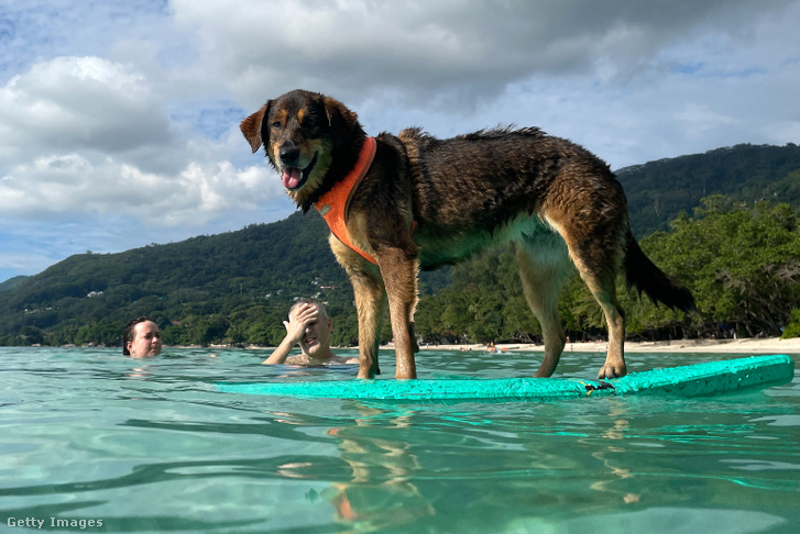 Turisták fürdőznék egy strandon kutyájukkal a Seychelle-szigeteken 2021. április 9-én