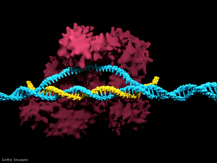 A CRISPR molekuláris ollója működés közben