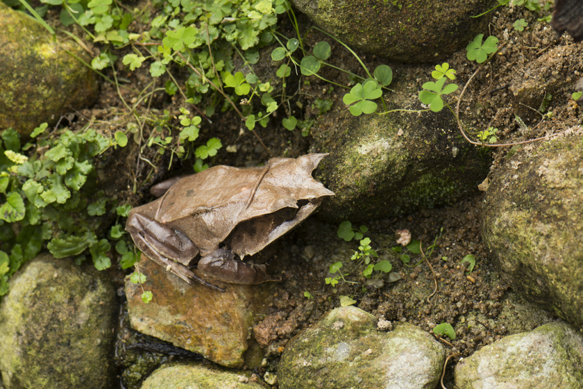 A maláj szarvasbéka (Megophrys nasuta) olyan, mint egy száraz falevél. A Maláj-félsziget lakója, de Szumátrán és Borneón is honos.