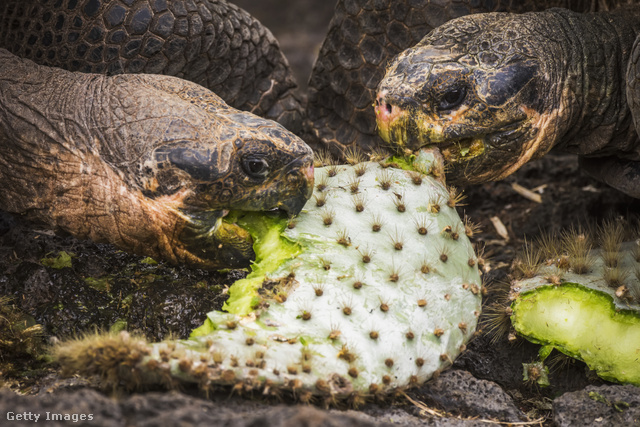 A galápagosi elefántteknősök a kaktuszféléket is élvezettel fogyasztják