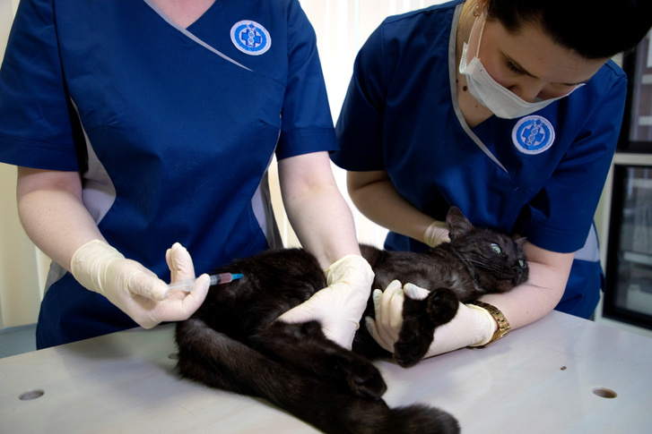 Egy macska megkapja a Carnivac-Cov vakcinát Moszkvában, május 26-án