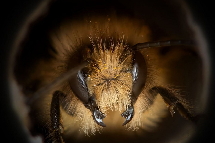Talán nem is gondolnánk, a méhek közelről mennyire egyediek, de a portrésorozat ezt jól megmutatja.