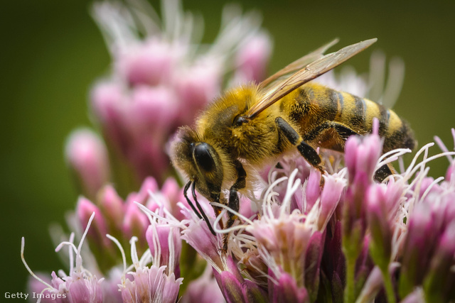 A mézet a méhek különféle növények nektárjából állítják elő, a nektár pedig nem más, mint a növények nektármirigye által kiválasztott vizes cukoroldat, mely rendszerint 25–50 százalék cukrot tartalmaz.