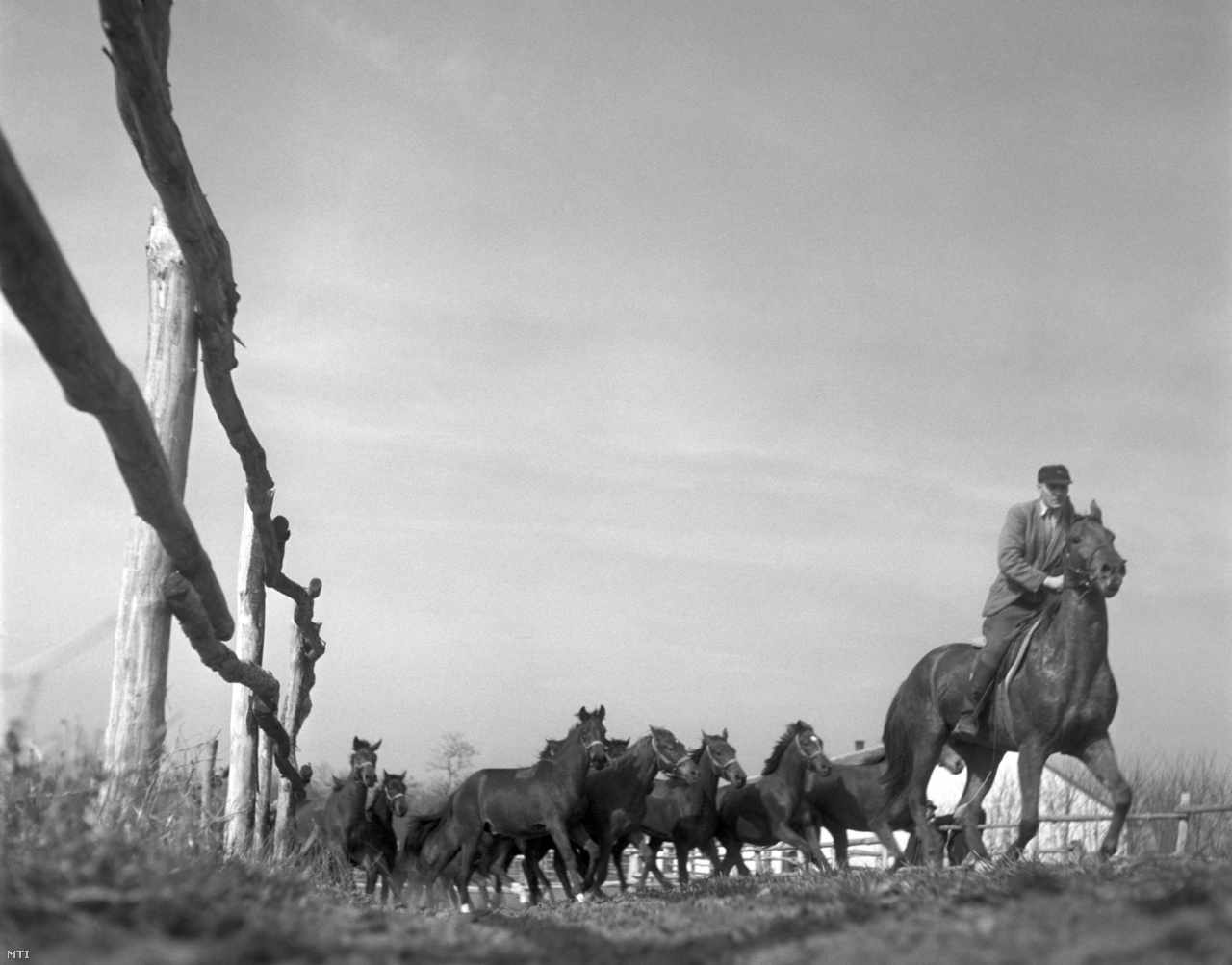 Az egyéves méncsikókat járatja az Ügető pusztaberényi Állami Méntelepének lovásza 1957. március 16-án. A telepen versenylovakat neveltek, amelyek egy részét exportálták