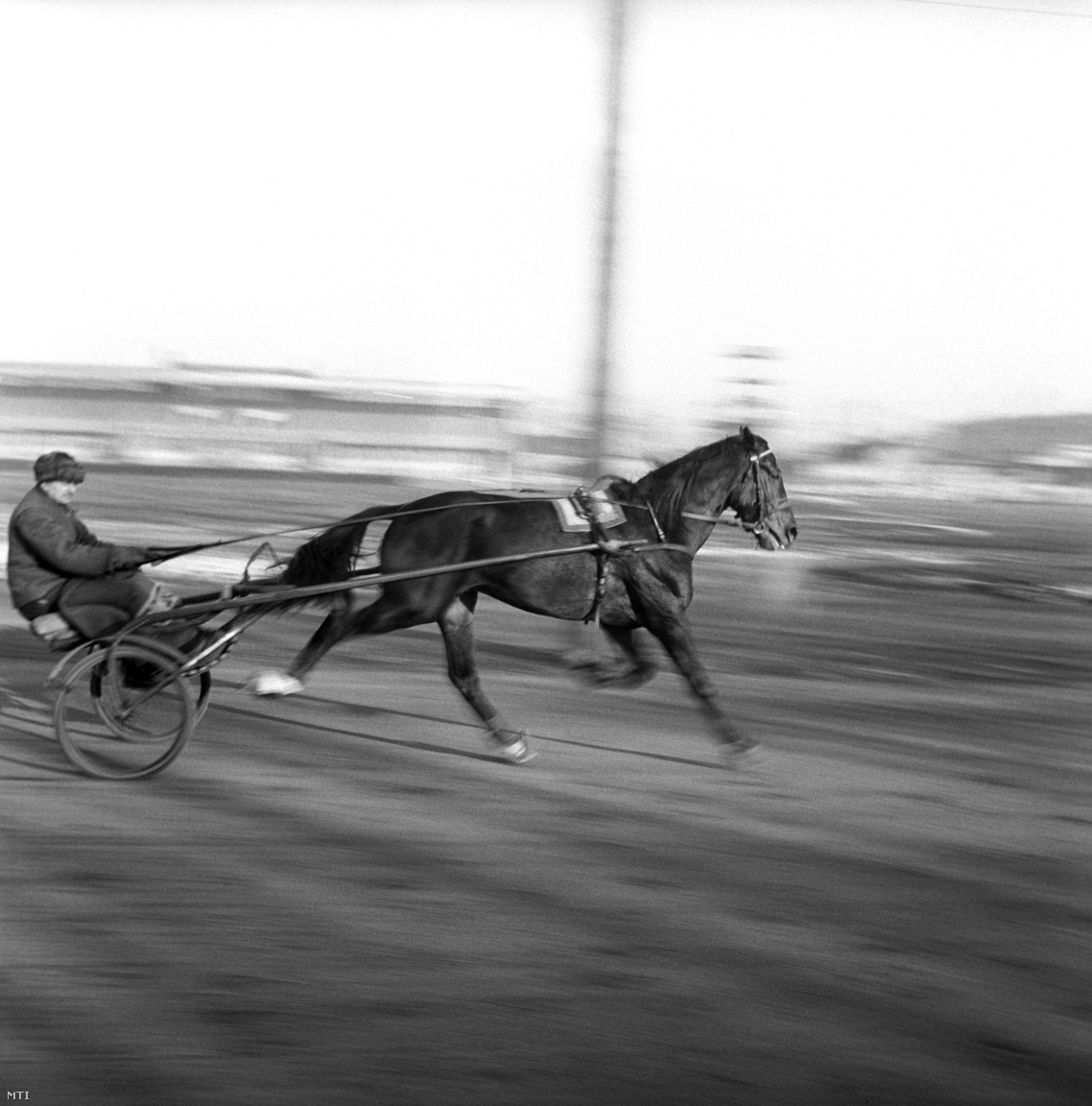 A Kerepesi úti pályán rendezett ügetőverseny egyik résztvevője 1962. december 1-jén