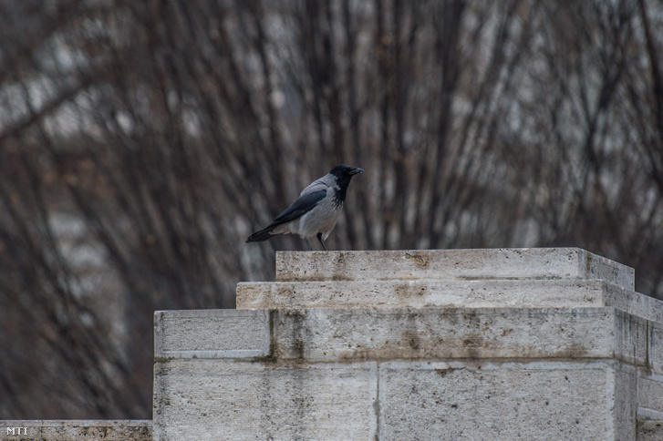 Dolmányos varjú (Corvus cornix) a belvárosi Szabadság téren 2020. január 29-én