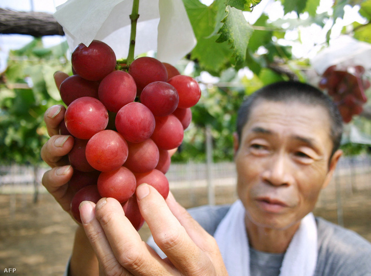 Egy japán termesztő megmutatja a ruby roman szőlőt