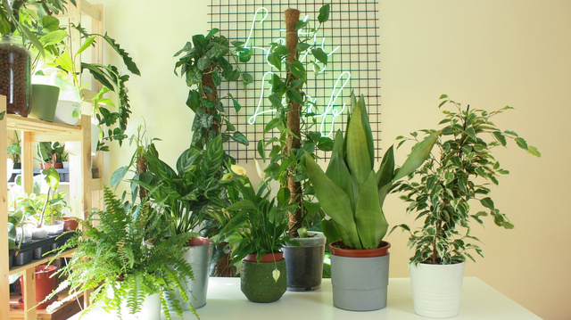 A szobapáfrány (balról jobbra), a rákvirág, a vitrolavirág, a szobai futóka, az anyósnyelv és a fikusz elvegetál az árnyékban is