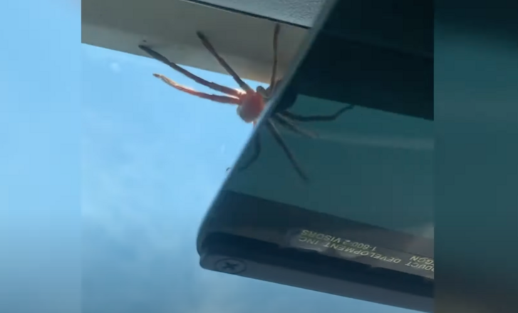 ausztrália óriás pók repülő.png