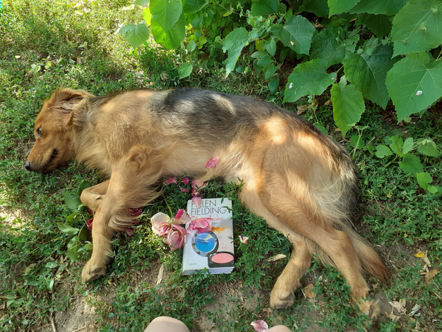 Zsófi kutyusa sem tud ellenállni egy jó könyvnek